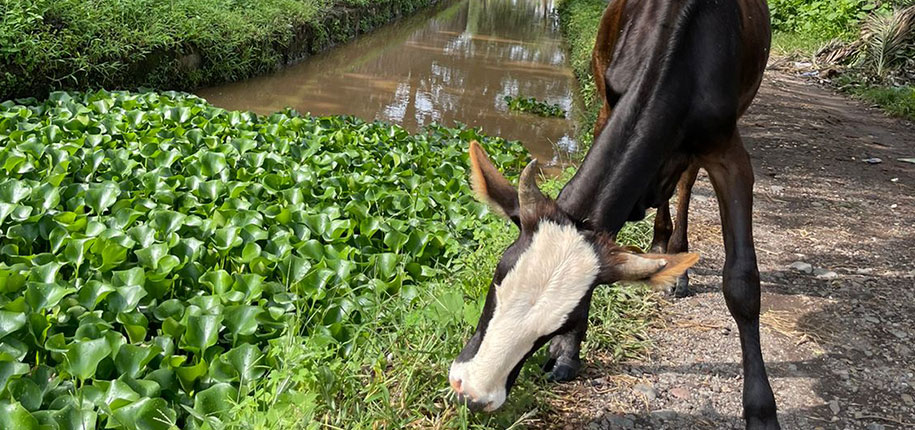 Caballo en el jardín